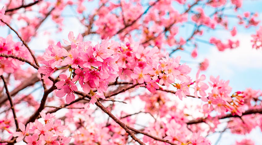 Festival das Cerejeiras em São Roque